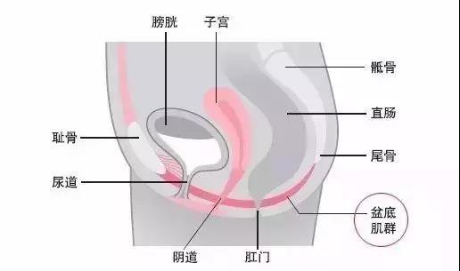 盆底肌如何修复？