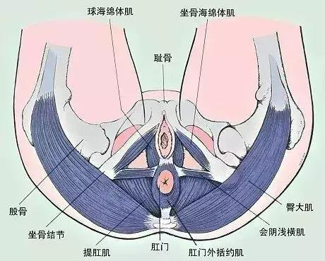 盆底肌如何修复？